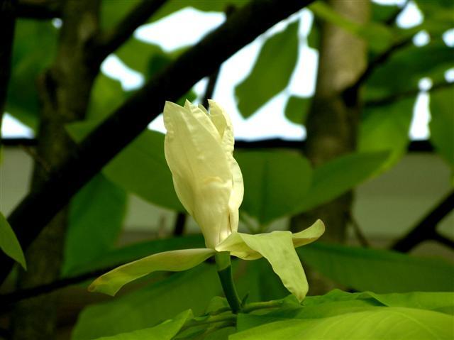 Umbrella Magnolia tree flower